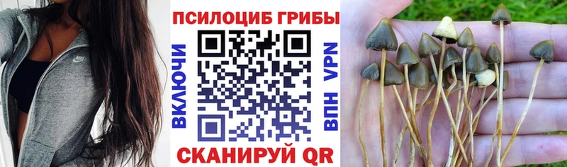 mega зеркало  Гвардейск  Псилоцибиновые грибы MAGIC MUSHROOMS 